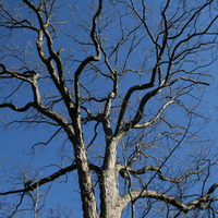 Twisted Tree Limbs