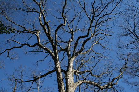 Twisted Tree Limbs - limbs, sky, tree, nature