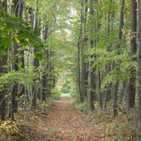 Path Through The Woods