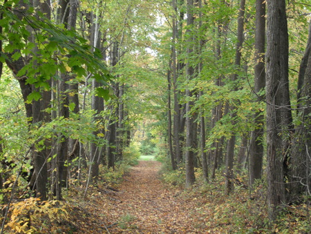 Path Through The Woods - path, forest, trees, park