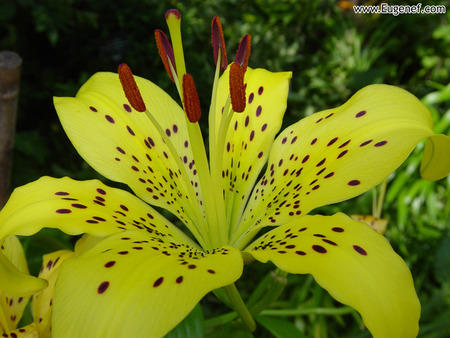 Yellow Tigerlilly - flower, tigerlilly, beautiful, yellow, nature