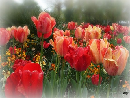 Tulips - white, nature, pink, red, beautiful, tulips, flowers