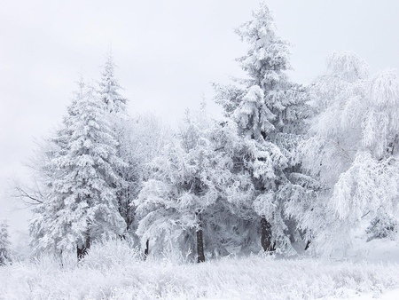 Snow Scene - nature, trees, snow, winter, landscapes