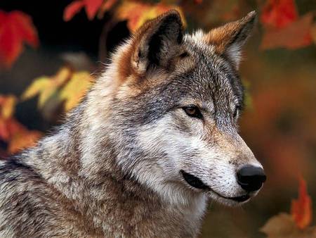 Alert - alert, aware, wolf, wolves, nature, wacthful, autumn, lobo, animals