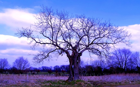 Beyond Hope - sky, purple, field, tree, blue