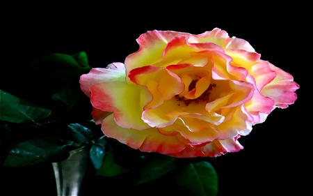 Happy Smiling Weekend - roses, romances, gorgeous, loving, cool, caring