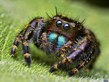 DARING JUMPING SPIDER - spider, jumping