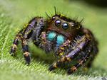 DARING JUMPING SPIDER