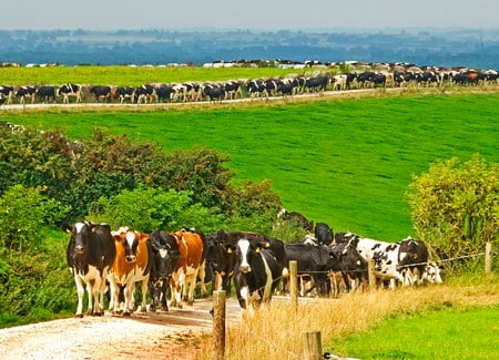 many cows - nature, cows, landscape, summer, grass