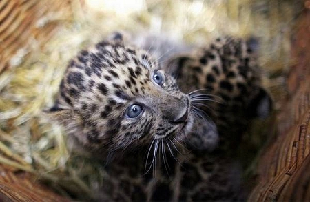 TRAPPED - panicked, trap, leopard, cub, scared, caught