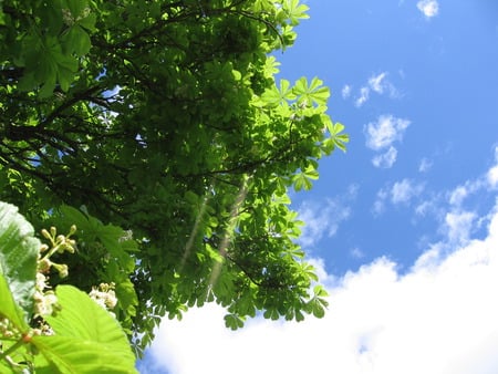 My summer - nature, summer, green, tree, sky