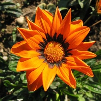 Orange~HD~flower