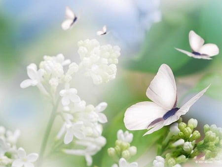 Butterflies and Pretty Flowers - flowers, spring, white, butterflies