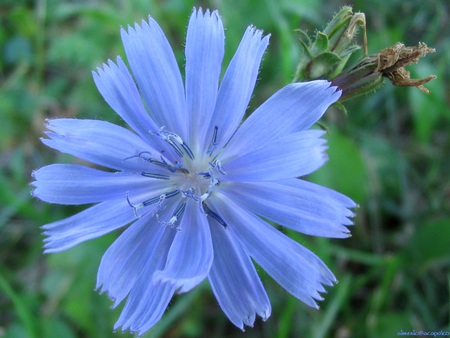 Blue flower~HD - pretty, nature, blue, hd, flower