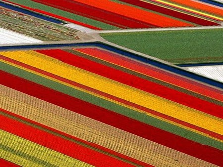 Colours - colours, flower fields, cool, beautiful