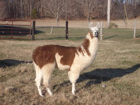 my name is charolette - people, llamas, likes, friendly