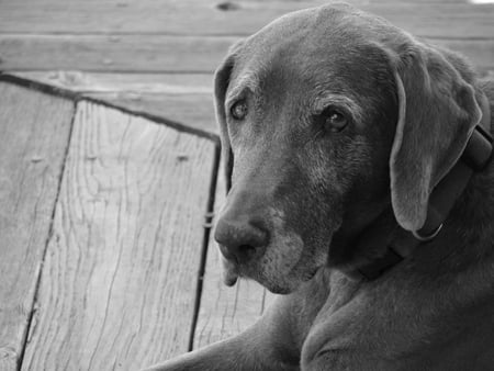 my name is blacky - bashful, lab, black, friendly