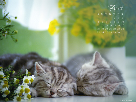 April Cat Calendar - sweet, cats, calendar, april