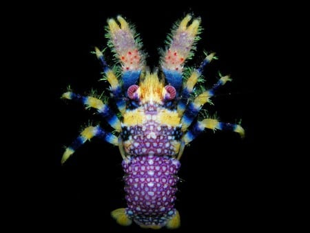 Deep Sea Creature - creature, deep sea, beauty of nature, cool