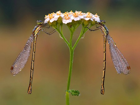 Flowers Sharing - sharing, flowers, beauty of nature, cool