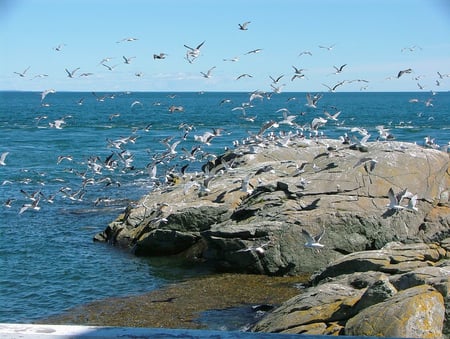 Raining gulls :) - ocean, water, rock, photo, birds