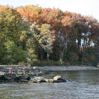 By The Shoreline and Trees