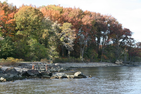 By The Shoreline and Trees - water, beach, fall, trees