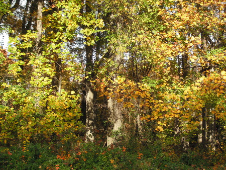 Fall Leaves in North Point State Park, Maryland