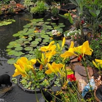 Flowers, yellow day lilies,pond