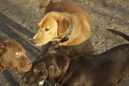 Puppy Group - chocolate, dog, puppy, labrador