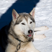 Alaskan Malamute in the snow