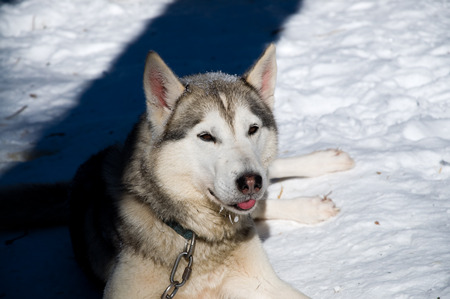 Alaskan Malamute in the snow - tongue, alaskan malamute, dog, snow, husky