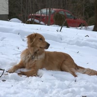 Zeke the Golden Retriever