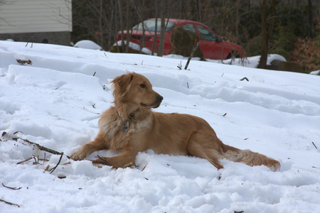 Zeke the Golden Retriever - golden retriever, dog, snow