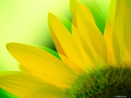 Petal Flames - daisy, yellow, petals, green