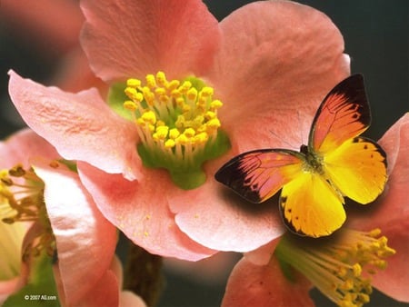 Petals and Butterfly - butterfly, yellow, pink, flowers, resting