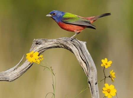 Kaleidoscope - birds, yellow, blue, amazing, daisy, sensacional, flowers, daisies, kaleidoscope, red, nice, branch, beautiful, colors, cool, orange, superb, wonderful, nature, awesome, green, gray, magnific, spetacular, animals