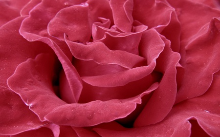 The Rose - red, rose, cool, flowers, love