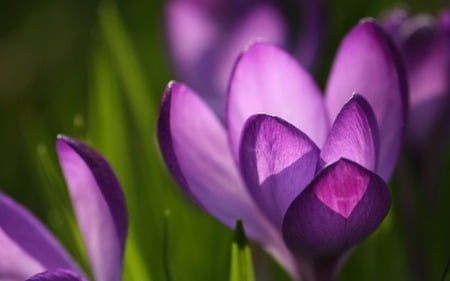 Crocus spring - nature, love, flowers, violet, spring