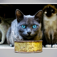 CAT DARK GREY