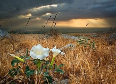 The storm is coming - clouds, white, sunset, flower, dark, sky