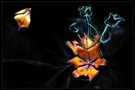 Lillium - black, flower, art, orange