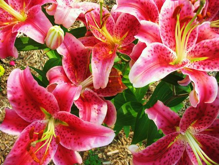 Pinks - yellow, asian lilys, pink, green, lilys