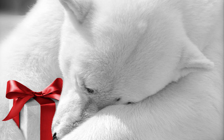 Polar Bear - sleeping, nice, new year, bears, xmas, gift, animals, magic, sleepy, polar bears, face, white, pretty, presents, holiday, ribbon, cute, bear, winter, polar bear, lovely, christmas, happy new year, merry christmas, red, beautiful, animal, sweet