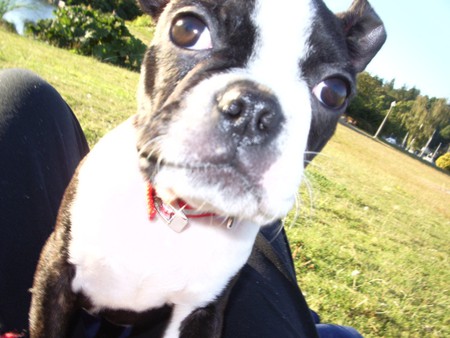 CLOSE UP ON DOGS FACE - shy, cute, friendly