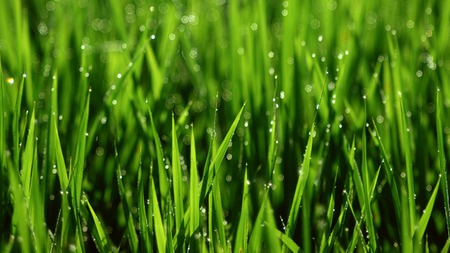 Dewy Grass - field, raindrops, dewy, green grass