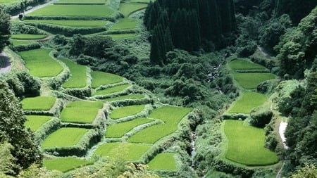 Maze of hedges - trees, hedges, aerial view, maze, green grass