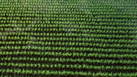 Farm Crops - plants, field, farm, lines of crops