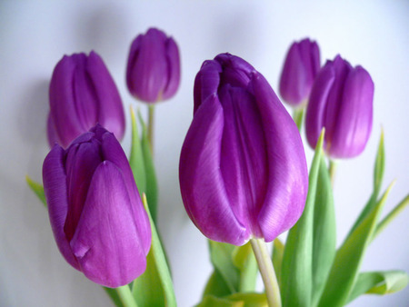 tulip flower desktop computer wallpaper . jpg - plant, tulips, purple, bulbs