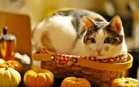 Kitty in a basket - pumpkins, cuteness, adorable, cat, animals, picnic, cats, basket